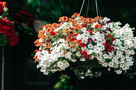 The Best Colorful Plants For Hanging Baskets