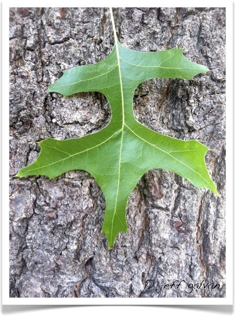 pin oak identifying  leaf boulder tree care pruning tree