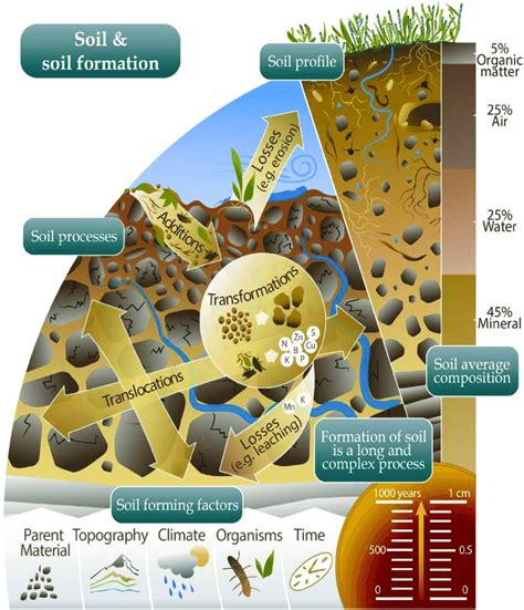 overview   soil  formed including  soil forming  scientific diagram