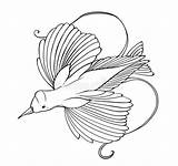 Paradise Bird sketch template