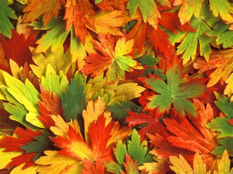 desktop wallpaper autumn leaves wallpapersafaricom
