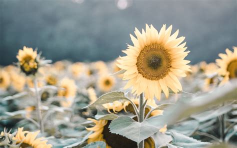 hintergrundbilder pflanzen sonnenblumen gelbe blumen