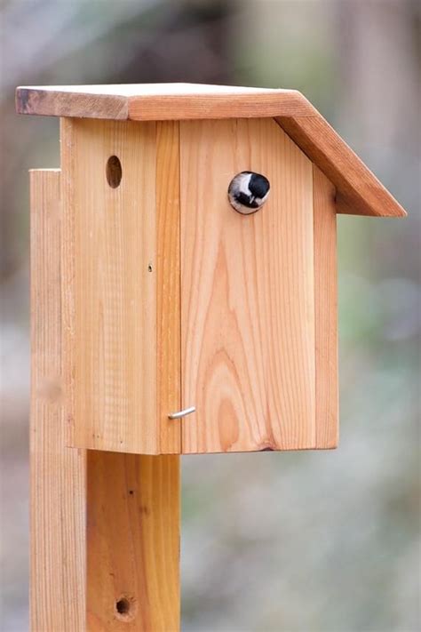black capped chickadee cedar bird house etsy modern birdhouses birdhouses bird feeders