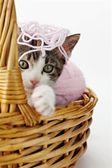 cat playing  yarn stock image image  kitty kitten