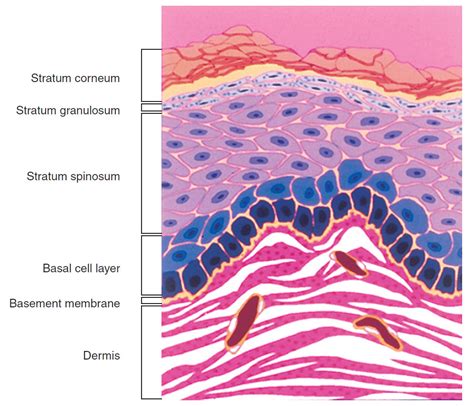 layers     epidermis    organized