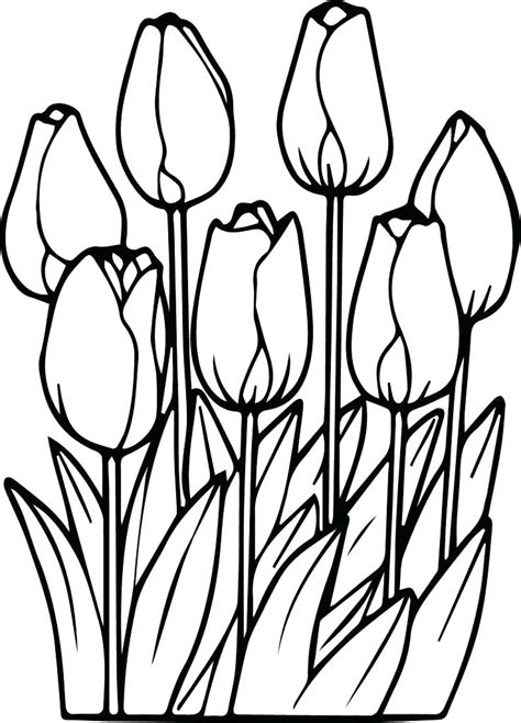 tulip flower coloring pages  getdrawings