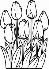 Coloring Pages Flower Tulip Tulips Spring Print Outline Flowers Printable Garden Drawing Rocks Kids Daffodil Sheets Color Colouring Cute Easy sketch template