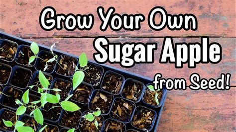 grow   sugar apple  seed plant sugar sugar apples apple