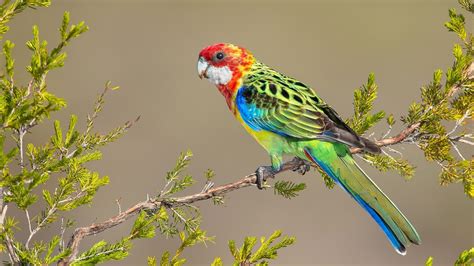 desktop wallpaper colorful parrot bird sit tree branch hd image