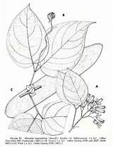 Coloring Botany Pages Popular sketch template