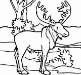 Moose Coloring Pages Christmas Printable Colouring Kids Color Picolour Getcolorings sketch template