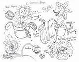 Carnivorous Flytrap Coloring sketch template