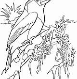 Coloring Pages Tropical Bird Toucan Barbet Printable Birds Color Toco Getdrawings Colorings Getcolorings Categories sketch template