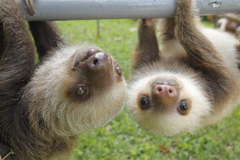 sloth week  heres  great facts  sloths metro news