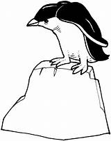 Penguin Coloring Pages Rockhopper 21kb 1434 Rock sketch template