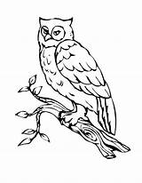 Owl Branch Drawing Coloring Pages Kids Printable Getdrawings sketch template