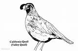Quail California Coloring Pages Printable Adults Kids Getdrawings sketch template
