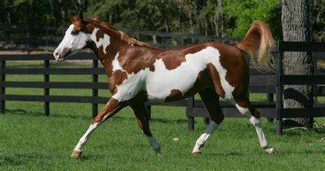 american paint horse breed info facts
