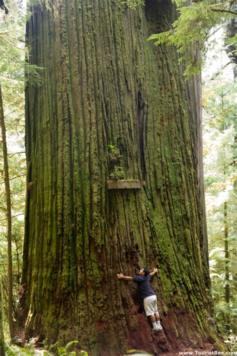 places   redwoods  california touristbee