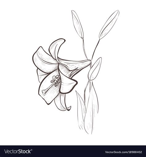 lily sketch drawing   flower royalty  vector image