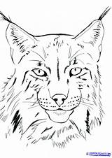 Lynx Draw Drawing Drawings Cat Pencil Face Realistic Coloring Cartoon Lince Animal Para Step Iberian Dibujos Dibujar Siterubix Ilovetodraw Pages sketch template