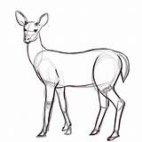 Deer Drawing Draw Drawings Outline Sketches Easy Sketch Female Step Pencil Simple Animal Doe Dear Line Animals Baby Cartoon Wikihow sketch template