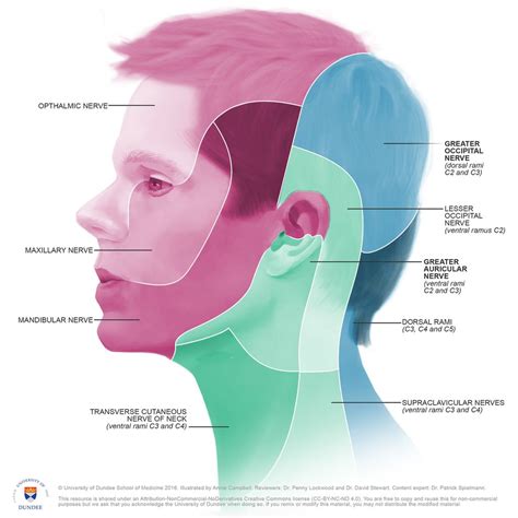 dermatomes head  neck images   finder