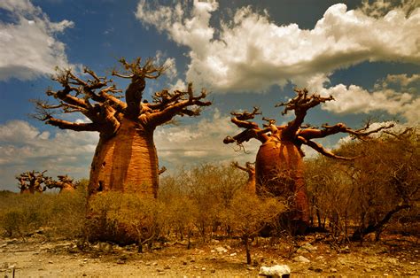 country  baobabs tanalahorizon madagascar travel