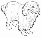 Newfoundland Coloring Pages Dog Drawing Getdrawings sketch template