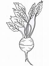 Turnip Coloring Pages Vegetables Print Drawing Recommended Getdrawings sketch template
