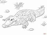 Coloring Crocodile Pages Nile Crocodiles Drawing Alligator Water African Alligators Printable Supercoloring Draw Print Getdrawings Baby Dot sketch template