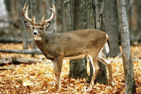 Find Out Which State Produces The Most Boone And Crockett