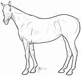 Thoroughbred Mare Coloring Comments Standing sketch template