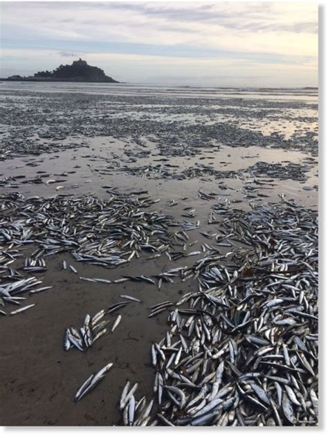 beach  littered  thousands  dead fish  cornwall uk earth