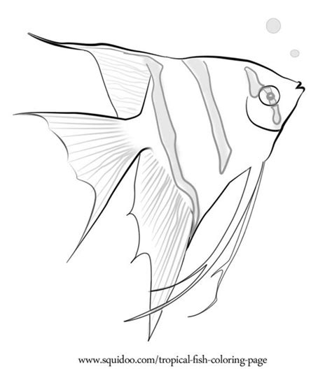 tropical fish coloring page crafty pinterest coloring angel  fish