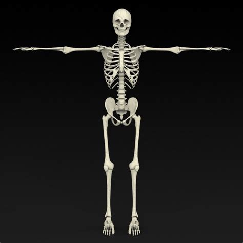 3d Realistic Human Skeleton Cgtrader