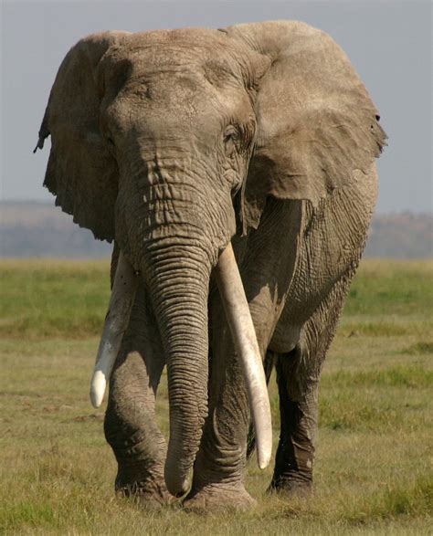 giant kenyan elephant killed  authorities  suspicion  killing farmer africa geographic