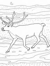 Caribou Coloring Pages Printable Reindeer Supercoloring Color Same Kids Arctic Version Click Och Categories Cartoons Choose Board Printables Februari Kunst sketch template