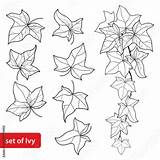 Ivy Outline Leaf Vector Vine Background Set Hedera Ornate Isolated Botanical Illustrations Evergreen Perennial Climbing Contour Coloring Plant Book Style sketch template