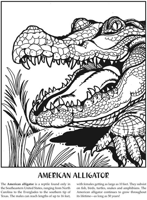 reptiles coloring pages learny kids