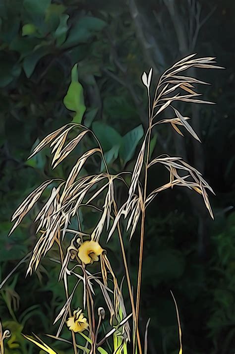 roadside grass photo fiddler flickr