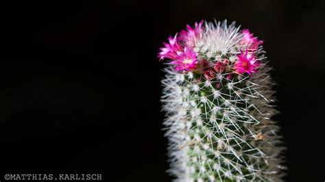 bluehender kaktus foto bild pflanzen pilze flechten kakteen