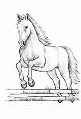 Disegni Da Stampare Animali Matita Con Cavallo Disegno Di Disegnare Animale Scegli Bacheca Una Schizzi sketch template