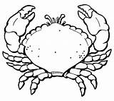 Crab Dungeness Drawing Getdrawings sketch template