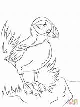 Puffin Seabird Perroquet Malvorlagen Ausmalbild Supercoloring Papageitaucher Papageientaucher Pigeon sketch template