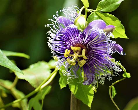 Passion Flower Pasiflora Incarnata Purple Plant