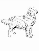 Retriever Supercoloring Hund sketch template
