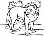Coloring Wolf Wolves Coloringcrew Pages sketch template