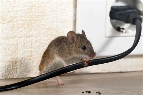 mice    home     rid   safeguard pest control