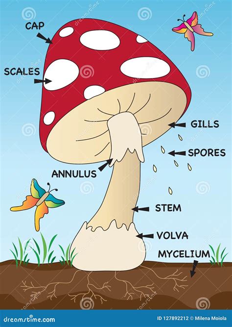 mushroom structure mushroom anatomy biology diagram structure parts cap skirt spores ring